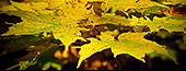 Photos de feuilles d'automne - l'été indien au Québec