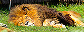 Album photo du Zoo de Granby