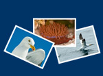 Galerie photos de la faune de  Bretagne