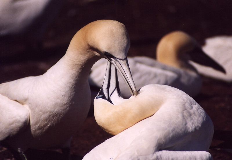 Photos de fous de bassan par Julien Lebreton